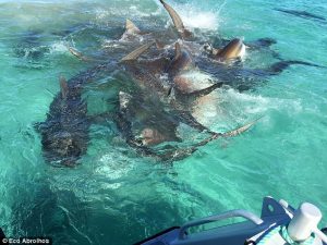 70 requins contre une baleine